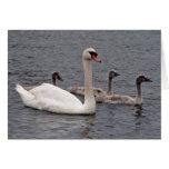 Mute swan with  cygnets cards