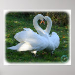 Mute Swans 9Y098D-012 posters