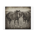 Muzzle Snuggle postcards