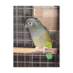 My bird post cards