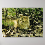 my cat posters