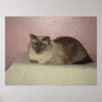 My favourite cat photo
