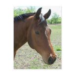 My Friend, The Horse Postcards