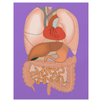 My Guts, Digestive Organs Custom Flyer