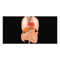 My Guts, Digestive Organs Photo Card