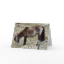 My Little Pony Greeting Card