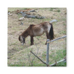 My Little Pony Magnet