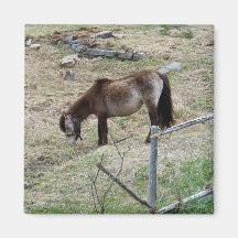My Little Pony Magnet