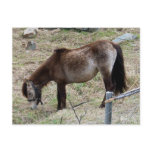 My Little Pony Postcard