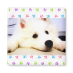 My Mini American Eskimo magnets