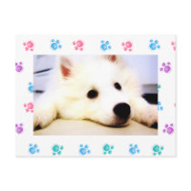 My Mini American Eskimo Post Card