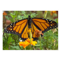 My Monarch Butterfly-business cards