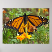 My Monarch Butterfly-poster