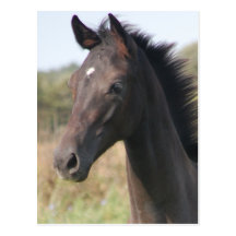 My New Pony Postcards
