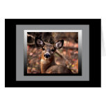 My Passport Photo - deer/doe/animal cards