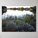 My peaceful pond posters