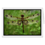 "My Pretty Wings" - Dragonfly cards