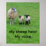 My sheep posters