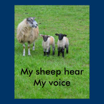 My sheep posters