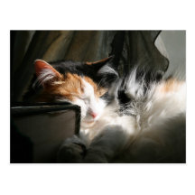My sunbeam post cards
