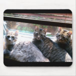 MY three kitty Cats Marlowe Gryphon and Peeper Mouse Pad