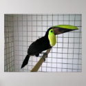My Toucan bird posters