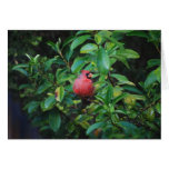 My Virtues Cardinal Card