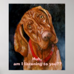 My Vizsla, Huh, am I listening to you?? posters