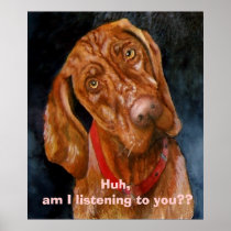 My Vizsla, Huh, am I listening to you??