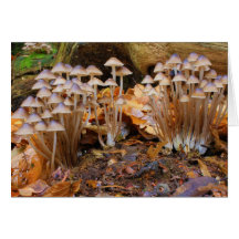 Mycena Inclinata Clustered Bonnet Mushroom Fungi Card