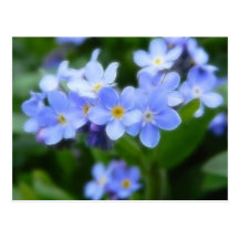Myosotis sylvatica - Forget Me Nots Postcard