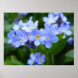 Myosotis sylvatica - Forget Me Nots Print