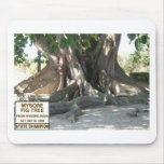 Mysore Fig Tree With Sign mousepads