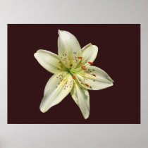Mystery Lily ~ print