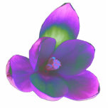 Mystic Beauty Crocus Flower Photo Sculpture