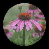 Mystic Coneflower magnets