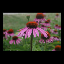 Mystic Coneflowers posters