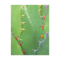 N.A., USA, AZ, Phoenix, Desert Botanical 2 Postcards