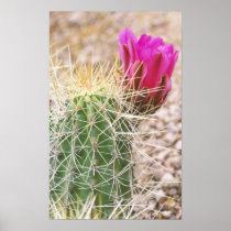 N.A., USA, AZ, Phoenix, Desert Botanical