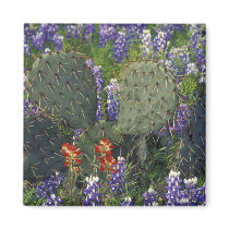 N.A., USA, Texas, Cactus surrounded by