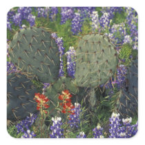 N.A., USA, Texas, Cactus surrounded by