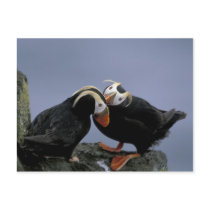 NA, USA, Alaska, Bering Sea, Pribilofs. Tufted