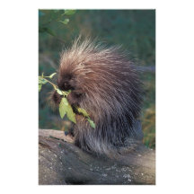 NA, USA, Alaska, Captive porcupine Photo Print