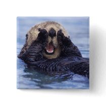 NA, USA, Alaska. Sea otters are the largest