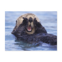 NA, USA, Alaska. Sea otters are the largest