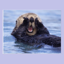NA, USA, Alaska. Sea otters are the largest postcards