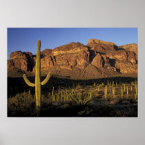 NA, USA, Arizona. Organ Pipe Cactus National 2