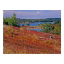 NA, USA, Maine. Blueberry Barrens. Postcards