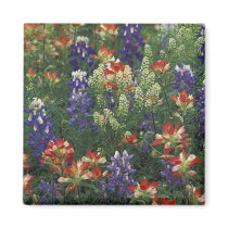 NA, USA, Texas, near Marble Falls, Paint brush