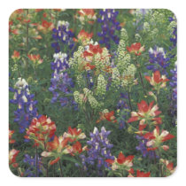 NA, USA, Texas, near Marble Falls, Paint brush